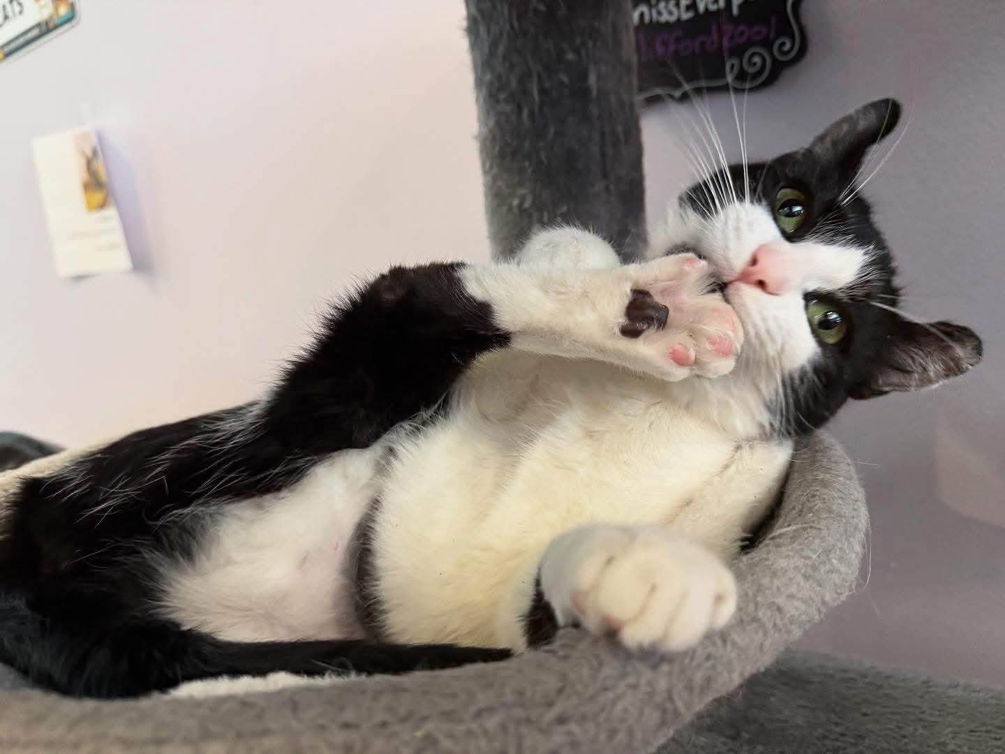 Enlarge Athena (cat Cafe), a Adoptable mixed breed in Lafayette, IN image 4/5