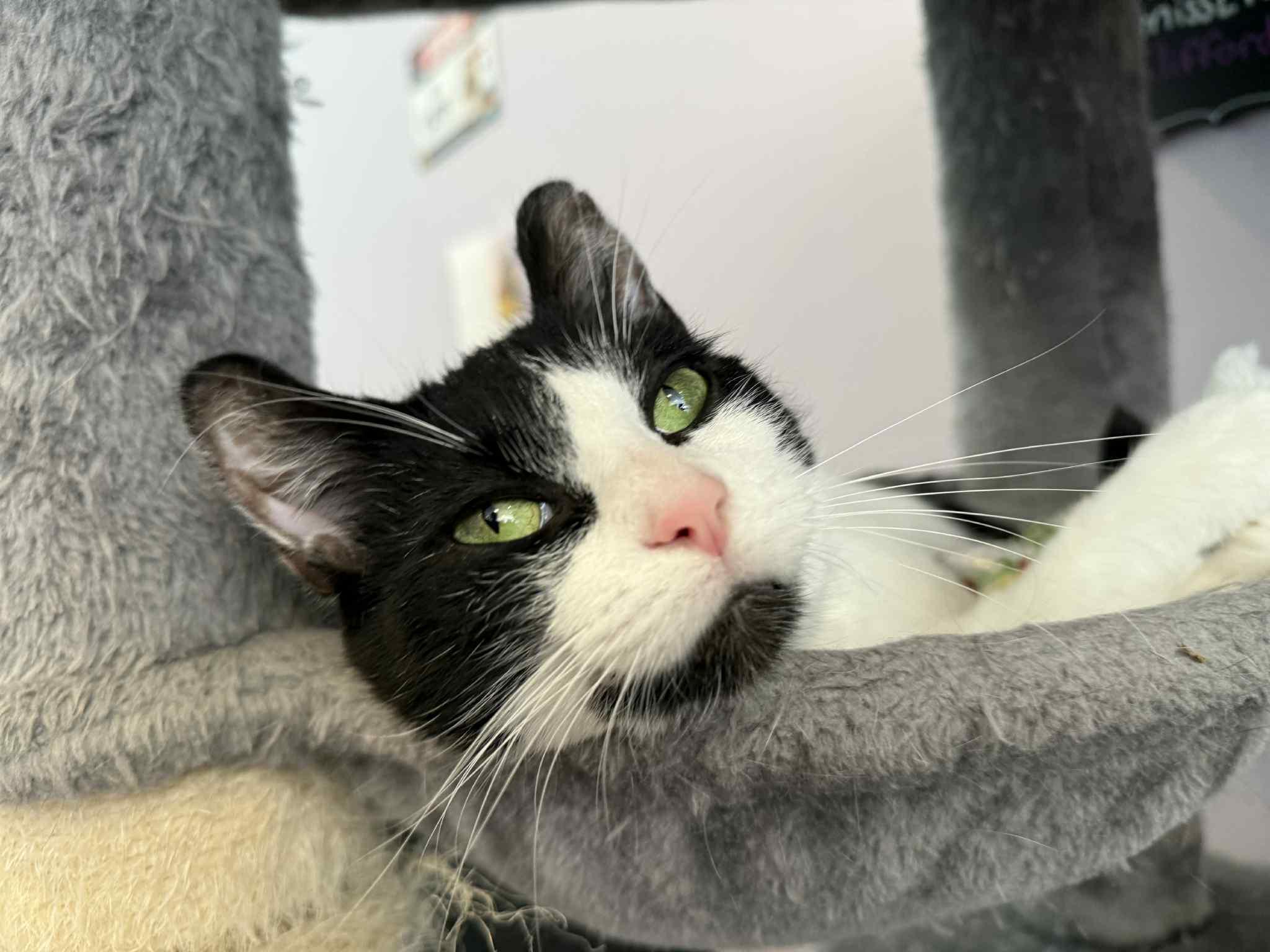 Athena (cat Cafe), Adoptable, Adult Female Domestic Short Hair & Tuxedo.