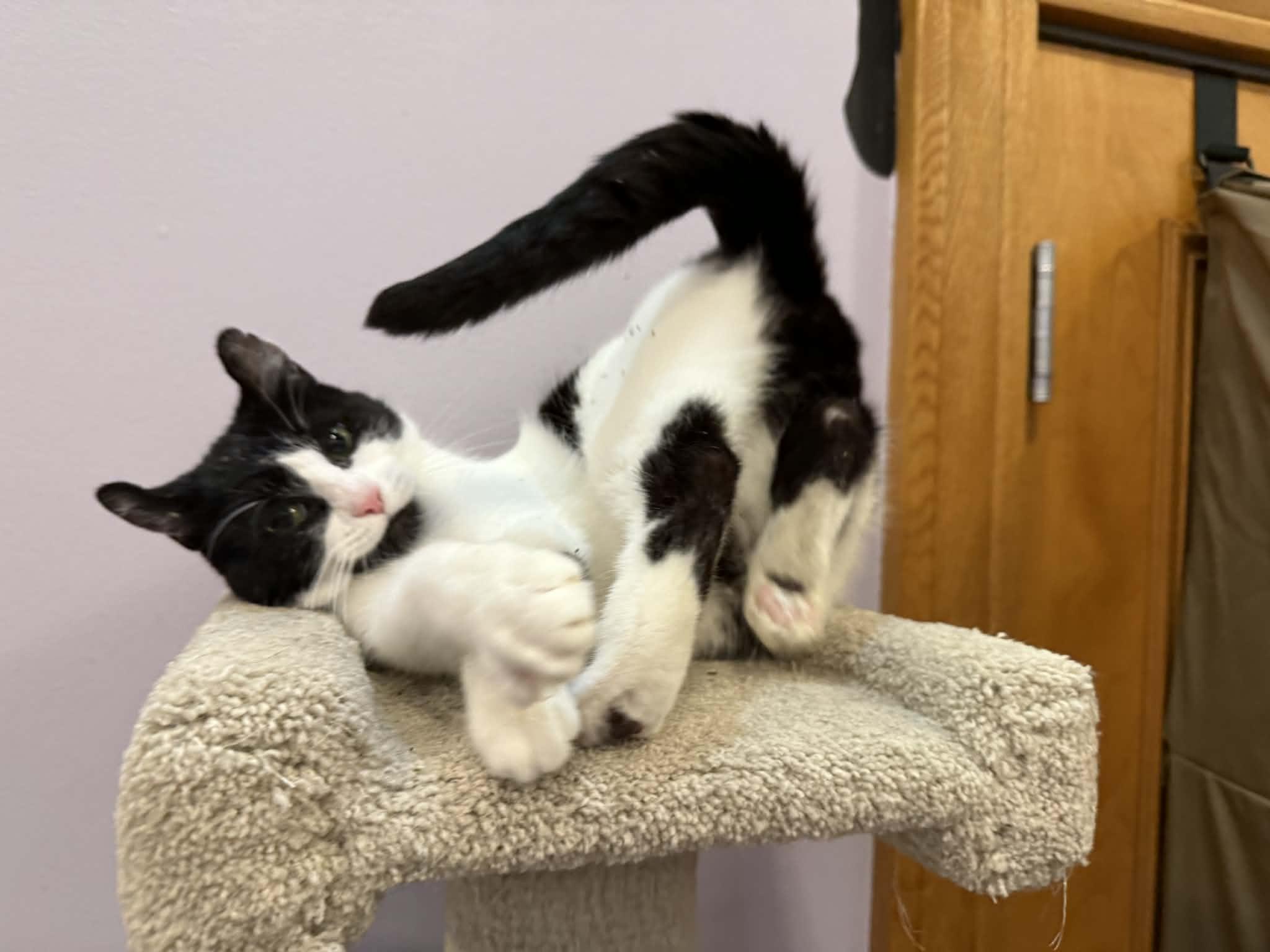 Enlarge Athena (cat Cafe), a Adoptable mixed breed in Lafayette, IN image 1/5