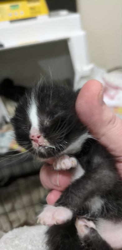 Enlarge Mordie (Mordred), a Adoptable Domestic Short Hair in Kennewick, WA image 2/2