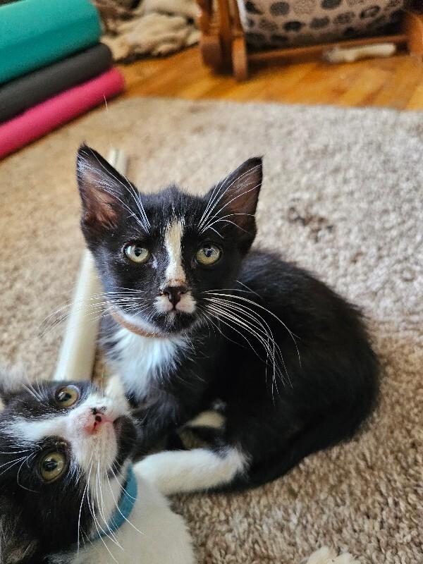 Mordie (Mordred), Adoptable, Young Male Domestic Short Hair.