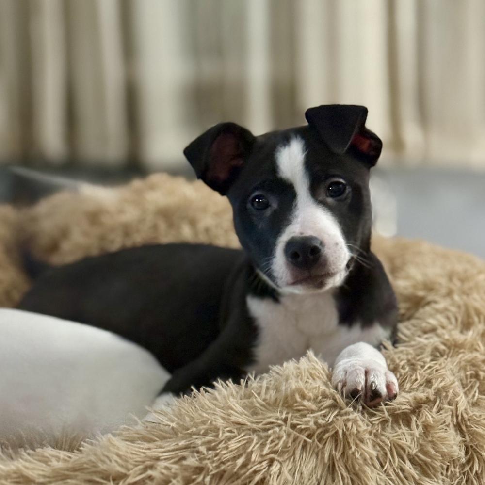 Hermey, a Adoptable mixed breed in Grand Rapids, MI image 2/6