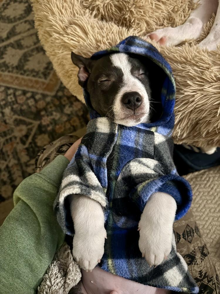 Enlarge Hermey, a Adoptable mixed breed in Grand Rapids, MI image 1/3