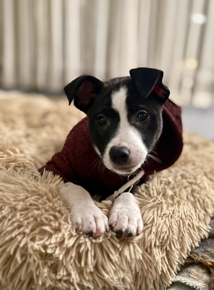 Enlarge Hermey, a Adoptable mixed breed in Grand Rapids, MI image 2/3