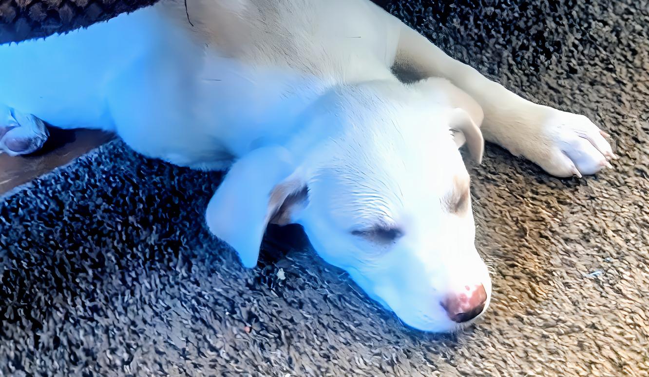 Enlarge Milk Shake, a Adoptable Labrador Retriever in Cottage Grove, MN image 1/3