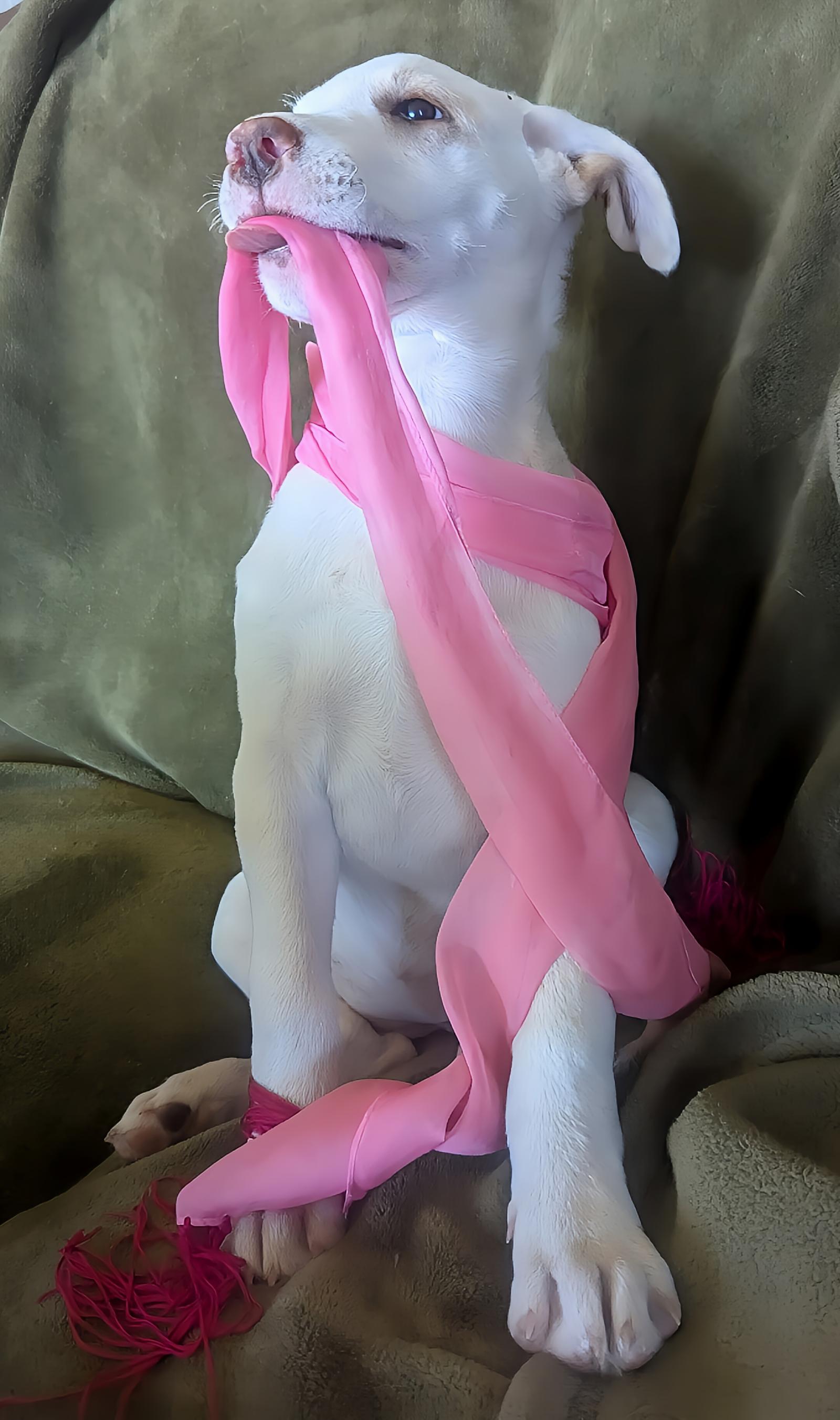 Enlarge Milk Shake, a Adoptable Labrador Retriever in Cottage Grove, MN image 2/3