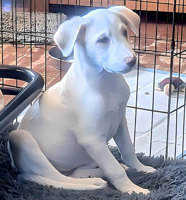 Enlarge Milk Shake, a Adoptable Labrador Retriever in Cottage Grove, MN image 3/3