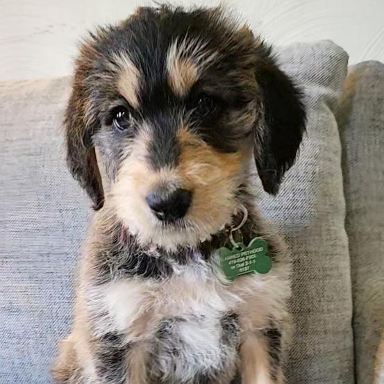 Millie, adopted, Puppy Female Bernese Mountain Dog & Labrador Retriever.