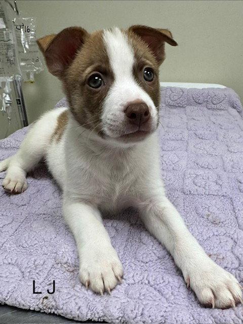 L J, Adoptable, Puppy Male Pomeranian & Husky.