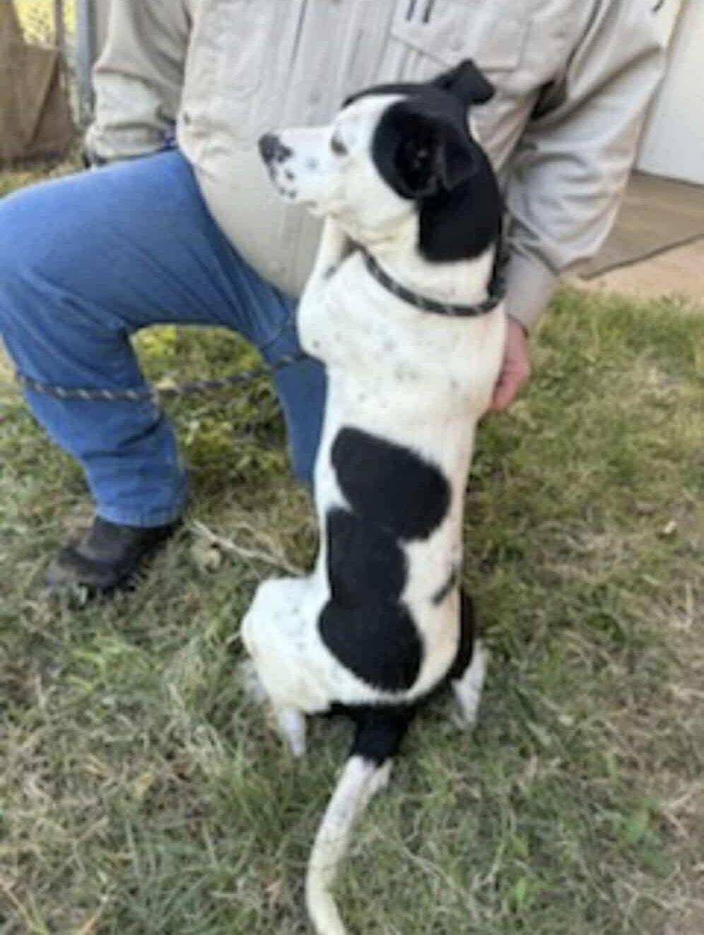 Dottie, adopted, Young Female Mixed Breed.