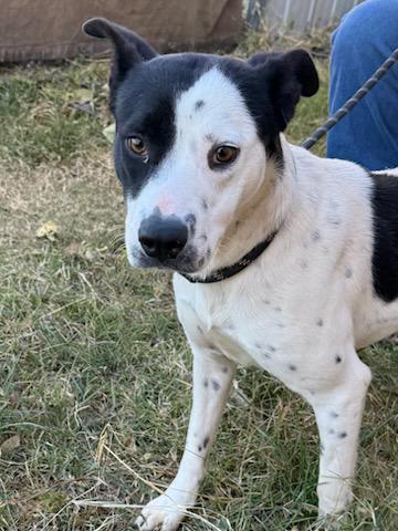 Enlarge Dottie, an adopted mixed breed in Waco, TX image 2/3