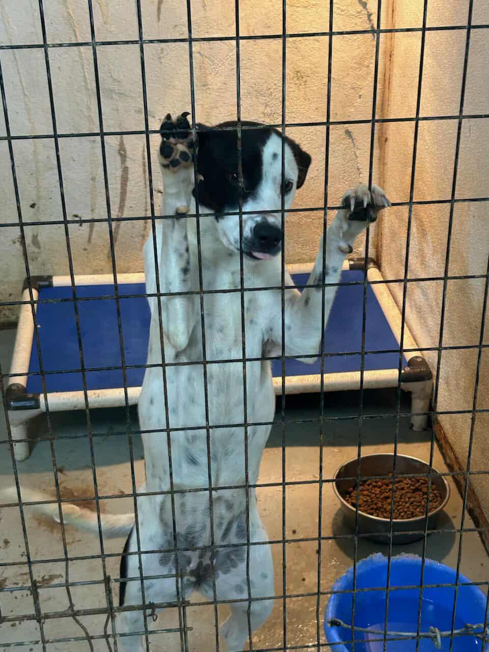 Enlarge Dottie, an adopted mixed breed in Waco, TX image 3/3