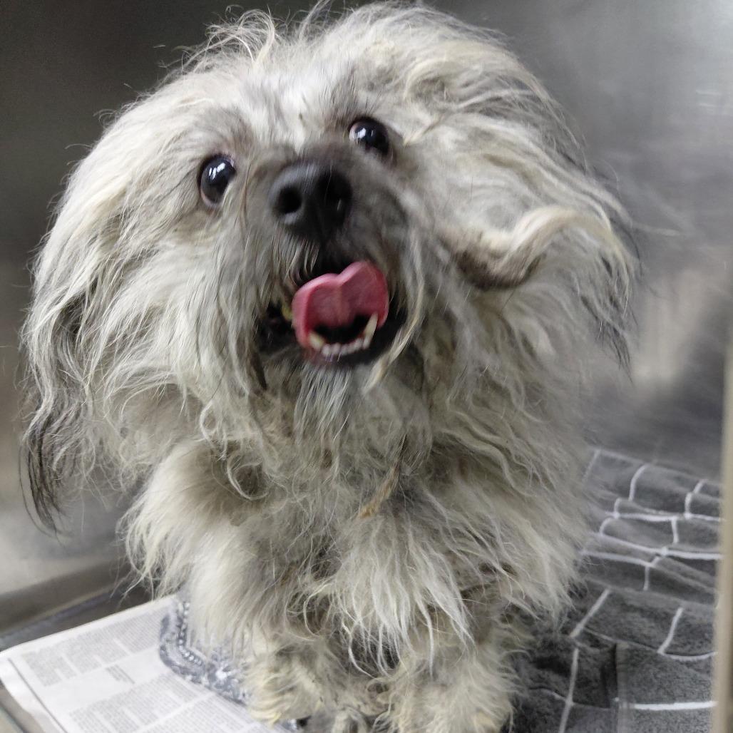 Zippy, Adoptable, Adult Female Lhasa Apso & Mixed Breed.