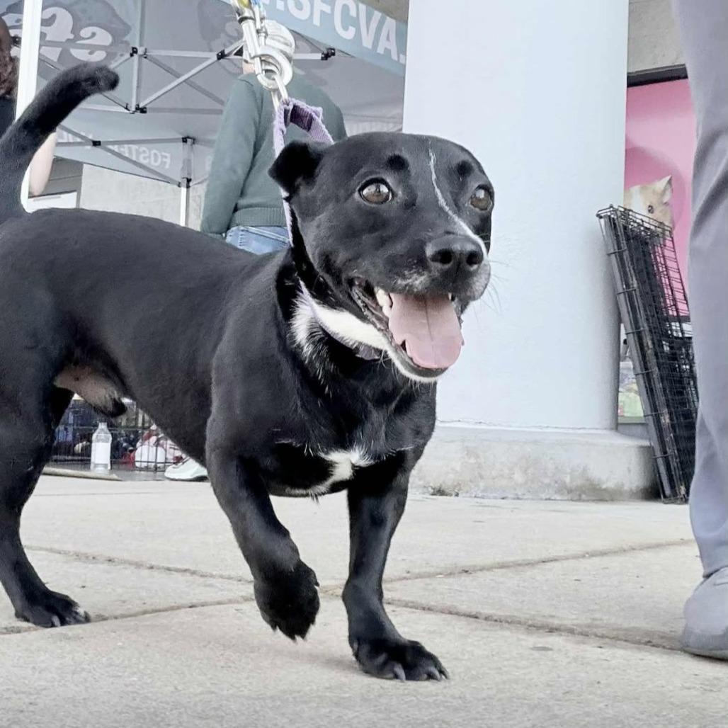 Enlarge Cormack, a Adoptable Mixed Breed in Fredericksburg, VA image 1/5