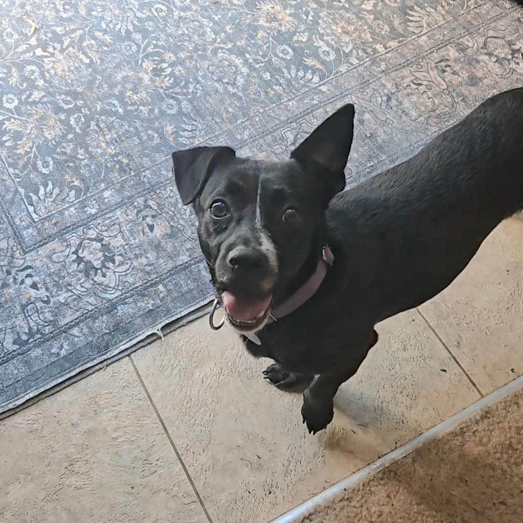 Enlarge Cormack, a Adoptable Mixed Breed in Fredericksburg, VA image 3/5