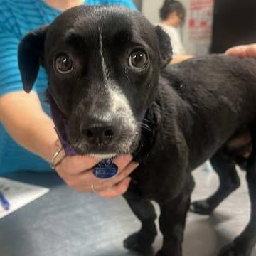 Enlarge Cormack, a Adoptable Mixed Breed in Fredericksburg, VA image 5/5