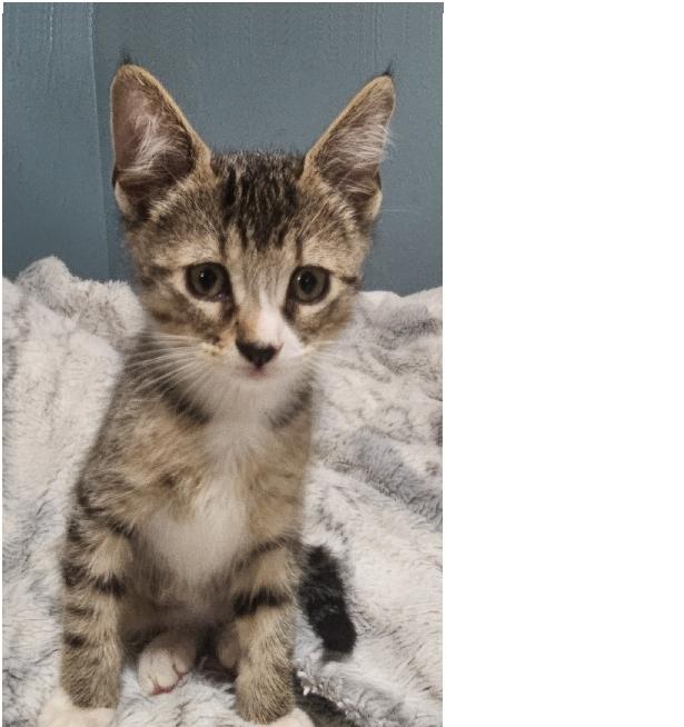 Piston, Adoptable, Kitten Male Domestic Short Hair.