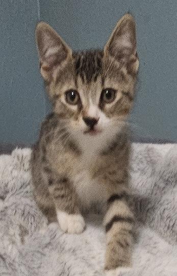 Enlarge Piston, a Adoptable Domestic Short Hair in Lafayette, LA image 2/5