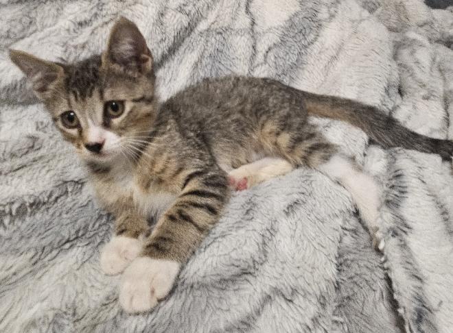 Enlarge Piston, a Adoptable Domestic Short Hair in Lafayette, LA image 4/5