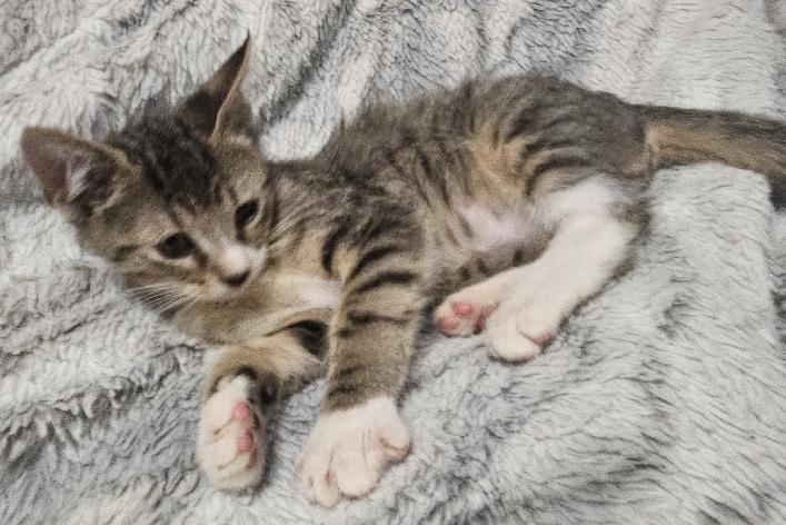 Enlarge Piston, a Adoptable Domestic Short Hair in Lafayette, LA image 5/5