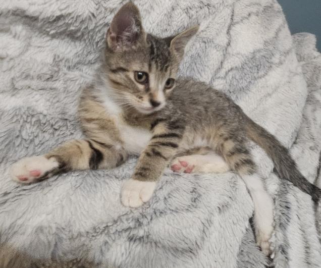 Enlarge Piston, a Adoptable Domestic Short Hair in Lafayette, LA image 3/5