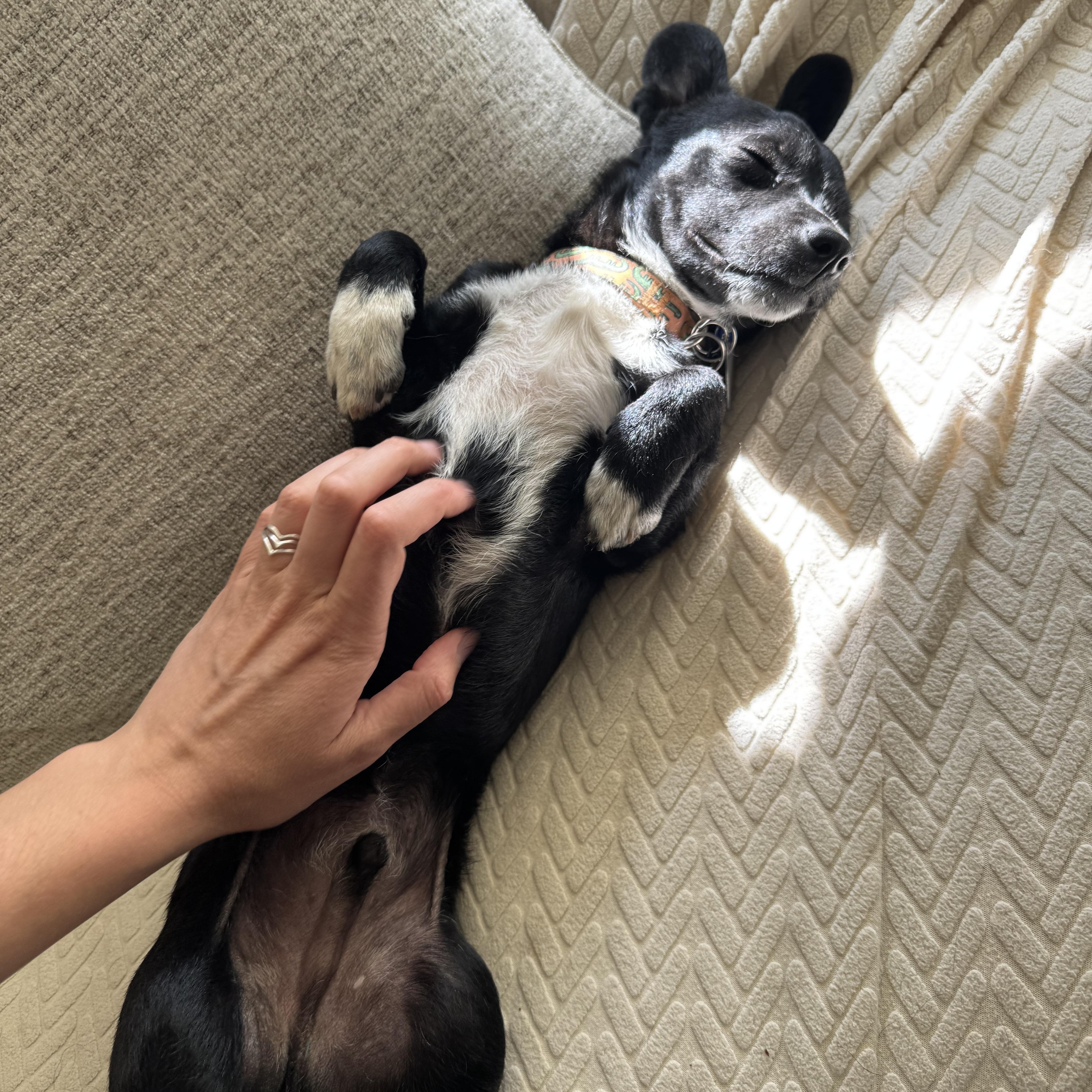 Kevin, an adopted mixed breed in Portland, OR image 5/6