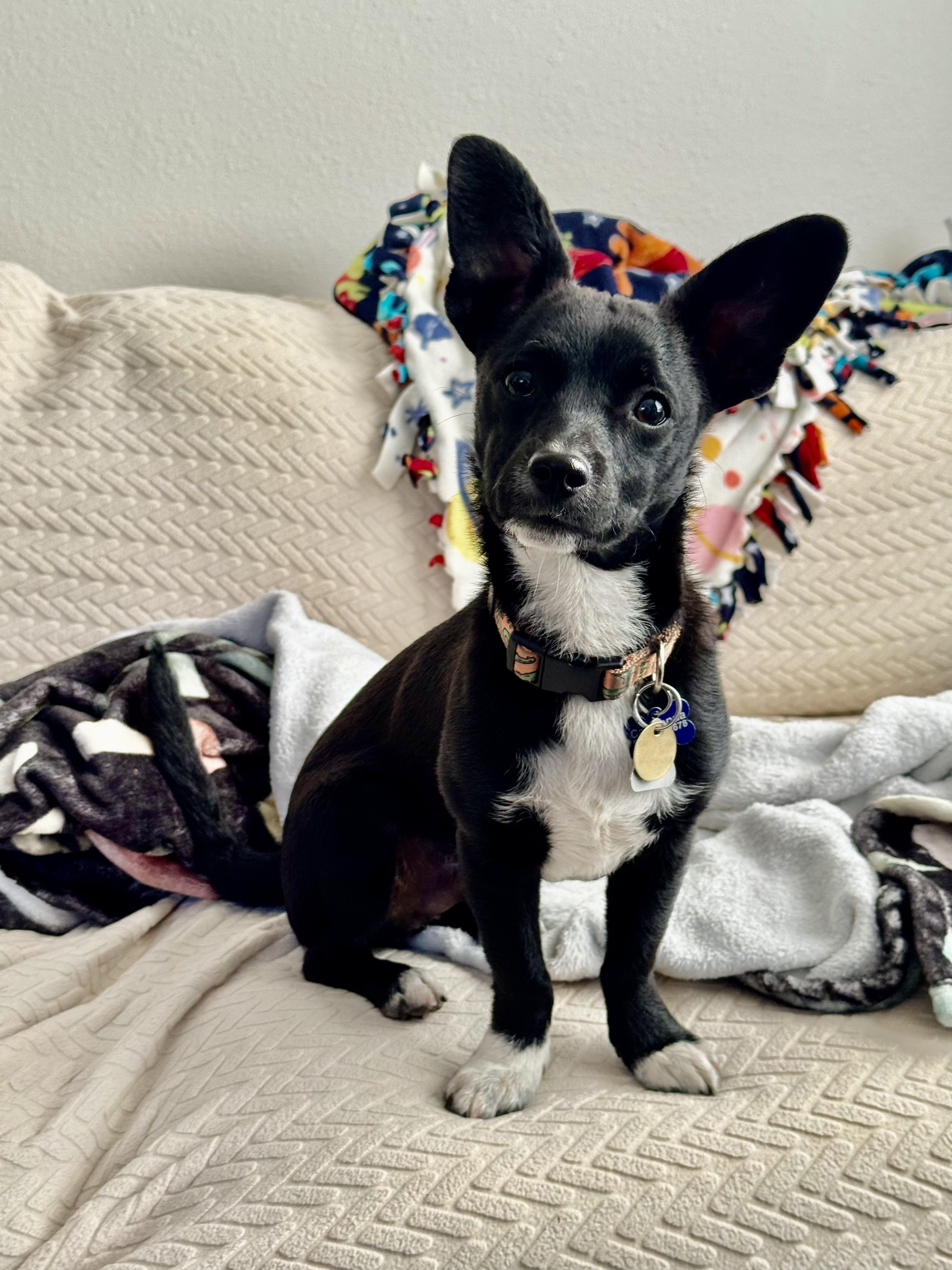 Kevin, an adopted mixed breed in Portland, OR image 2/6