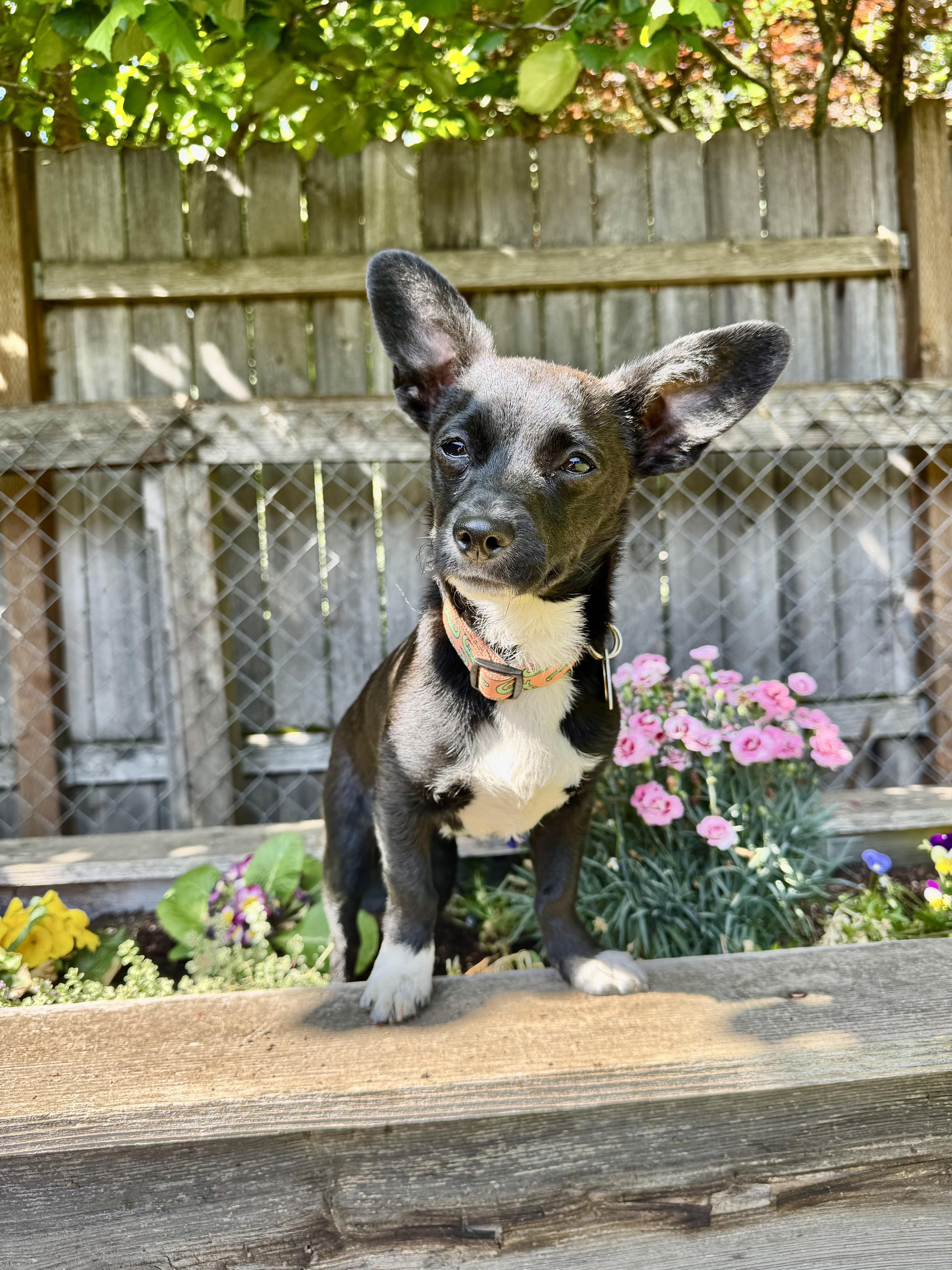 Kevin, an adopted mixed breed in Portland, OR image 6/6