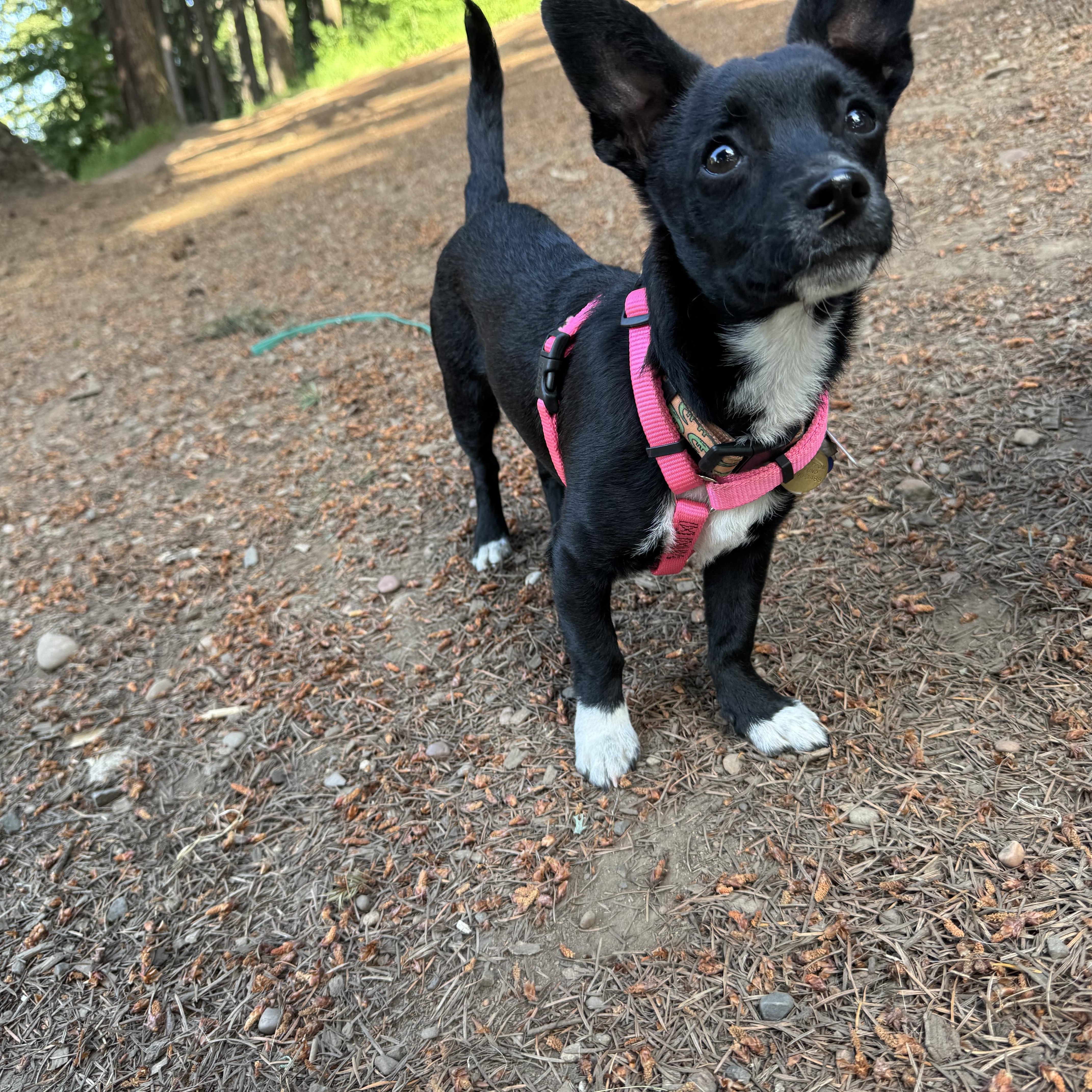 Kevin, adopted, Young Male Chihuahua.