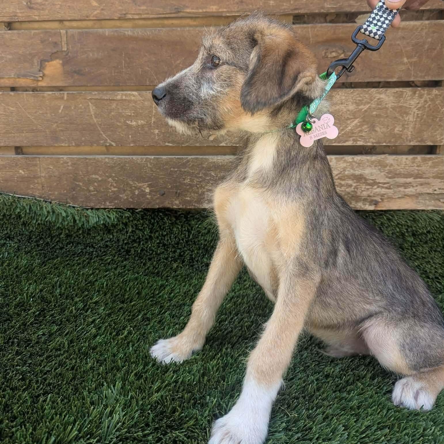 Charlotte, a ADOPTABLE mixed breed in San Diego, CA image 4/4