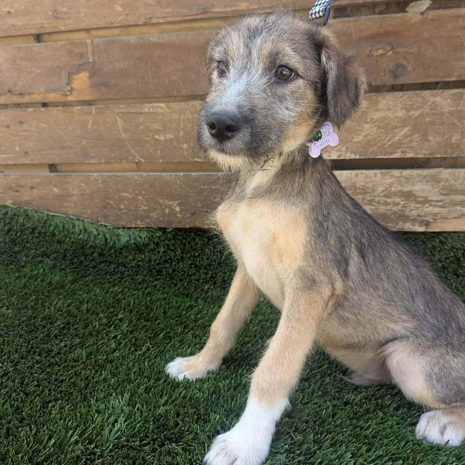 Charlotte, a ADOPTABLE mixed breed in San Diego, CA image 3/4