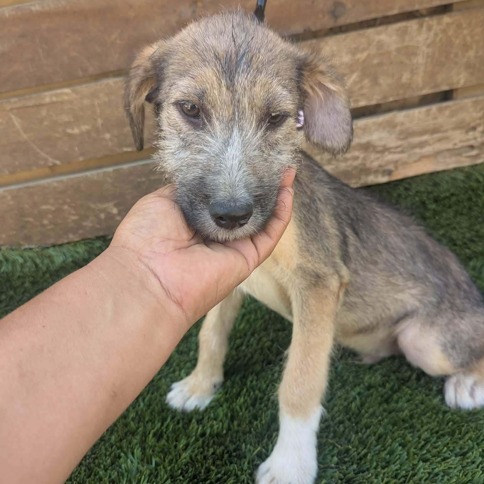 Charlotte, a ADOPTABLE mixed breed in San Diego, CA image 2/4
