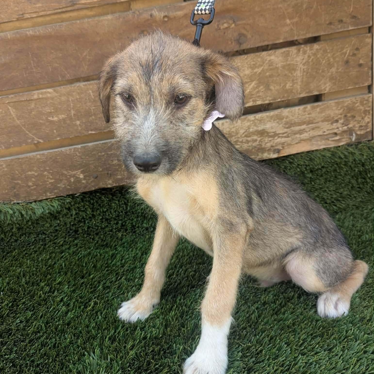 Charlotte, ADOPTABLE, Puppy Female Terrier.