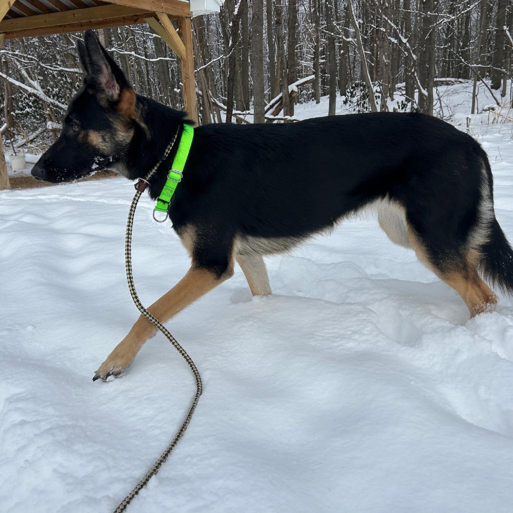 Samantha (26-029), Adoptable, Young Female German Shepherd Dog.