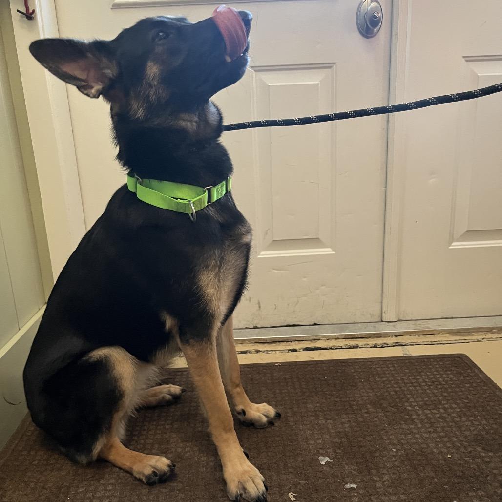 Samantha (26-029), Adoptable, Young Female German Shepherd Dog.