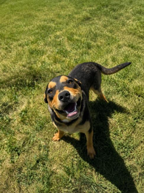Enlarge Boone, a Adoptable mixed breed in renton, WA image 1/6