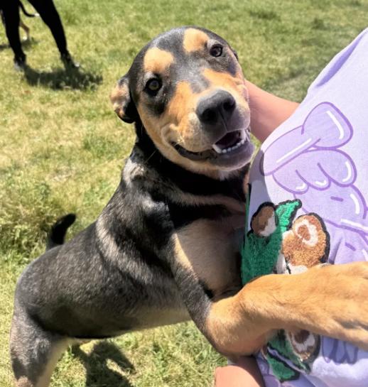 Enlarge Boone, a Adoptable mixed breed in renton, WA image 2/6