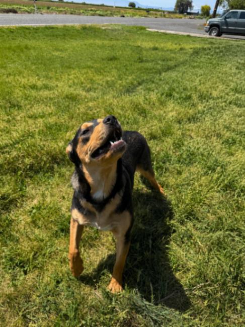 Enlarge Boone, a Adoptable mixed breed in renton, WA image 4/6