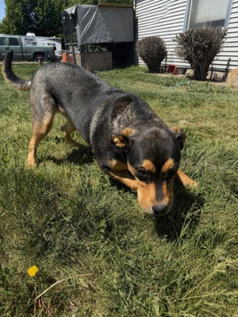 Enlarge Boone, a Adoptable mixed breed in renton, WA image 5/6