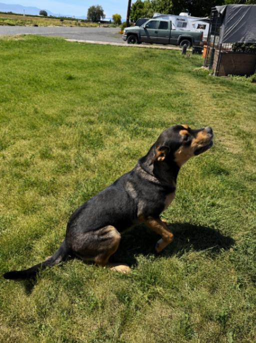 Enlarge Boone, a Adoptable mixed breed in renton, WA image 6/6