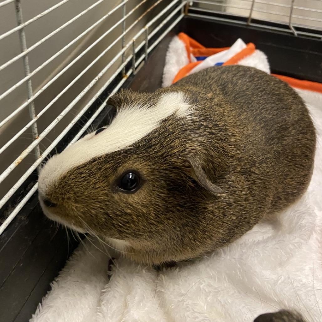 Squeaks and Cookie, Adoptable, Adult Male Guinea Pig.