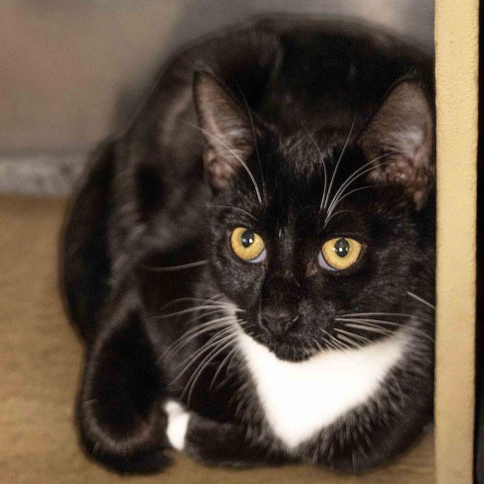 Little Bit, Adoptable, Young Male Domestic Short Hair.