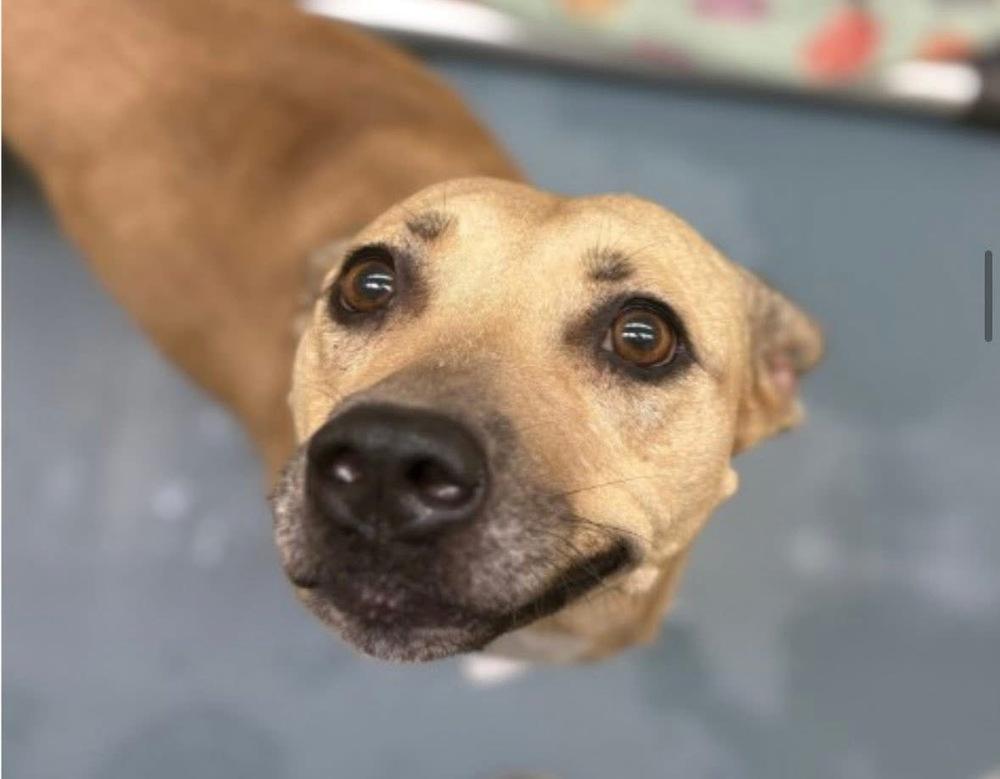 AC - Maggie Moo — thumbnail 3