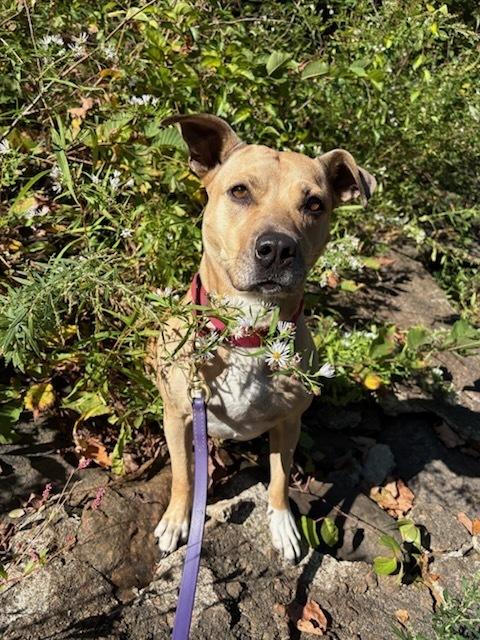 AC - Maggie Moo — thumbnail 4