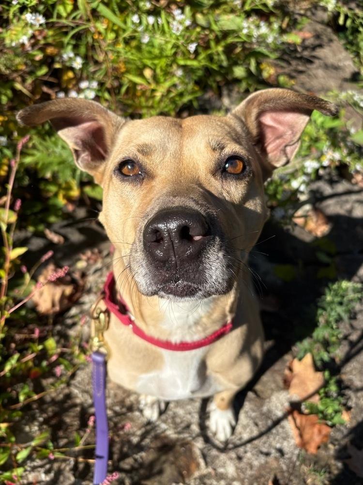 AC - Maggie Moo — thumbnail 6