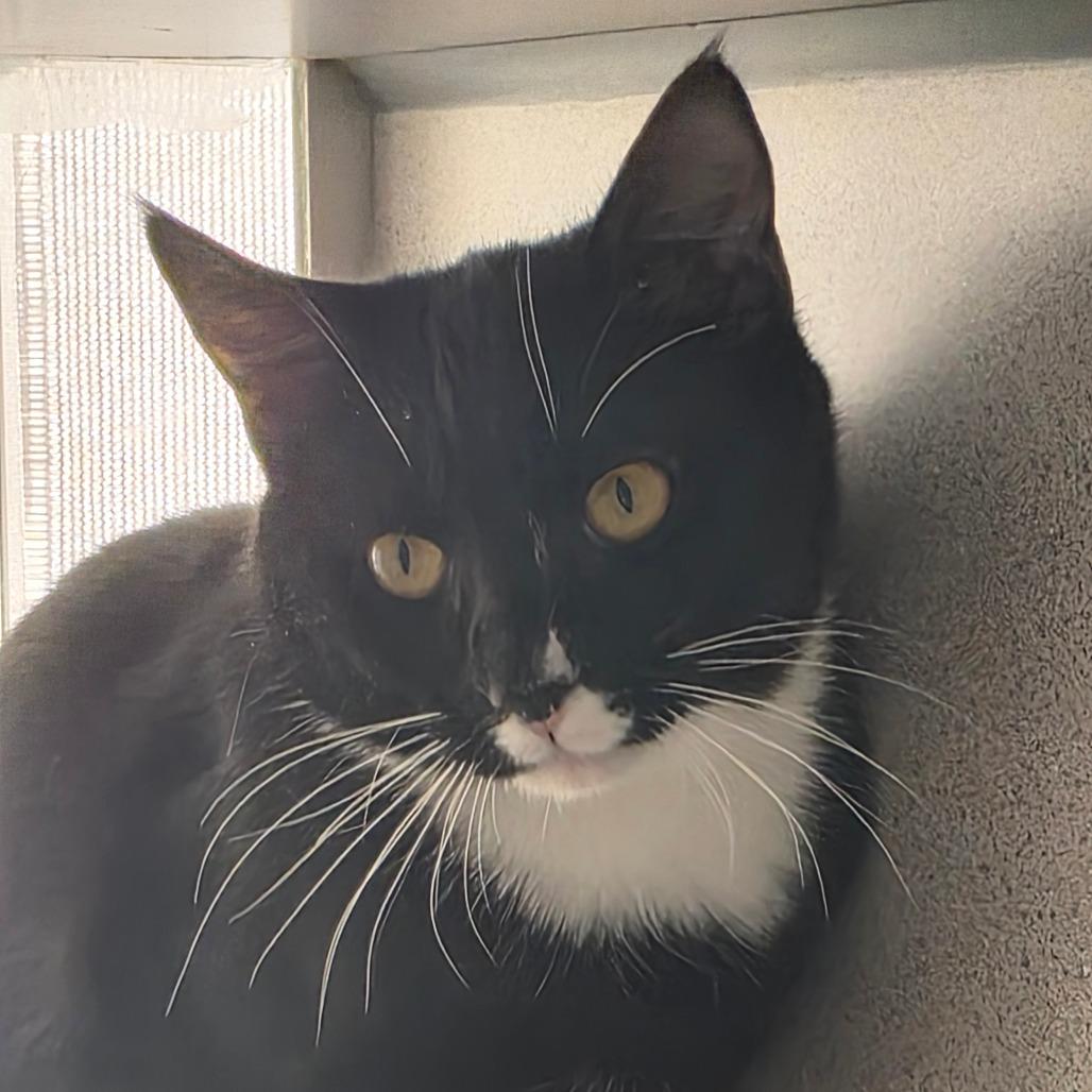 Pete, Adoptable, Young Male Domestic Short Hair.