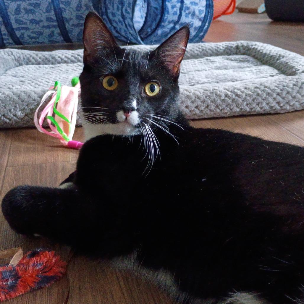 Enlarge Pete, a Adoptable Domestic Short Hair in Huntsville, AL image 2/2