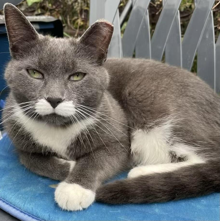 Walter, Adoptable, Adult Male Domestic Short Hair.