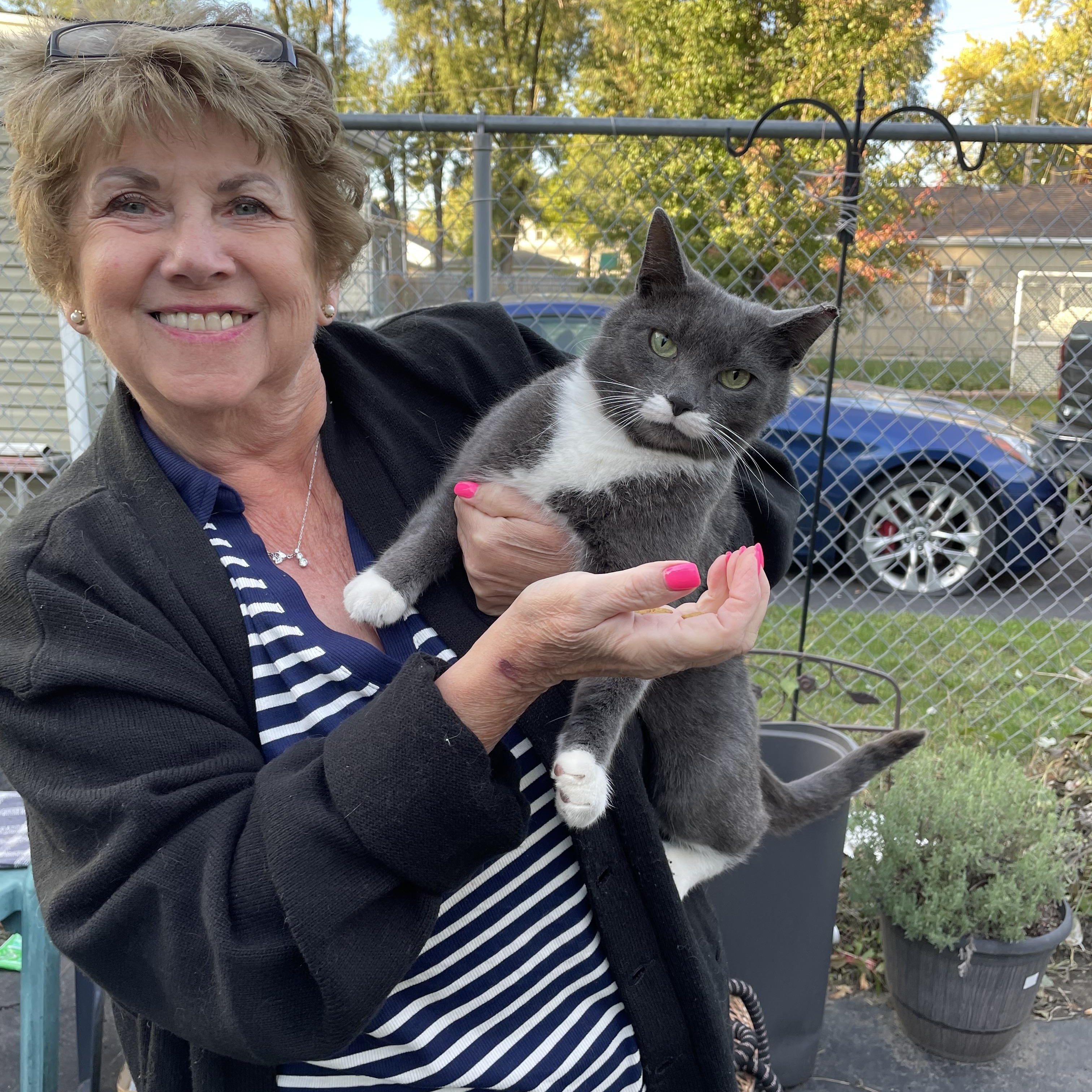 Enlarge Walter, a Adoptable Domestic Short Hair in Highland, IN image 2/3