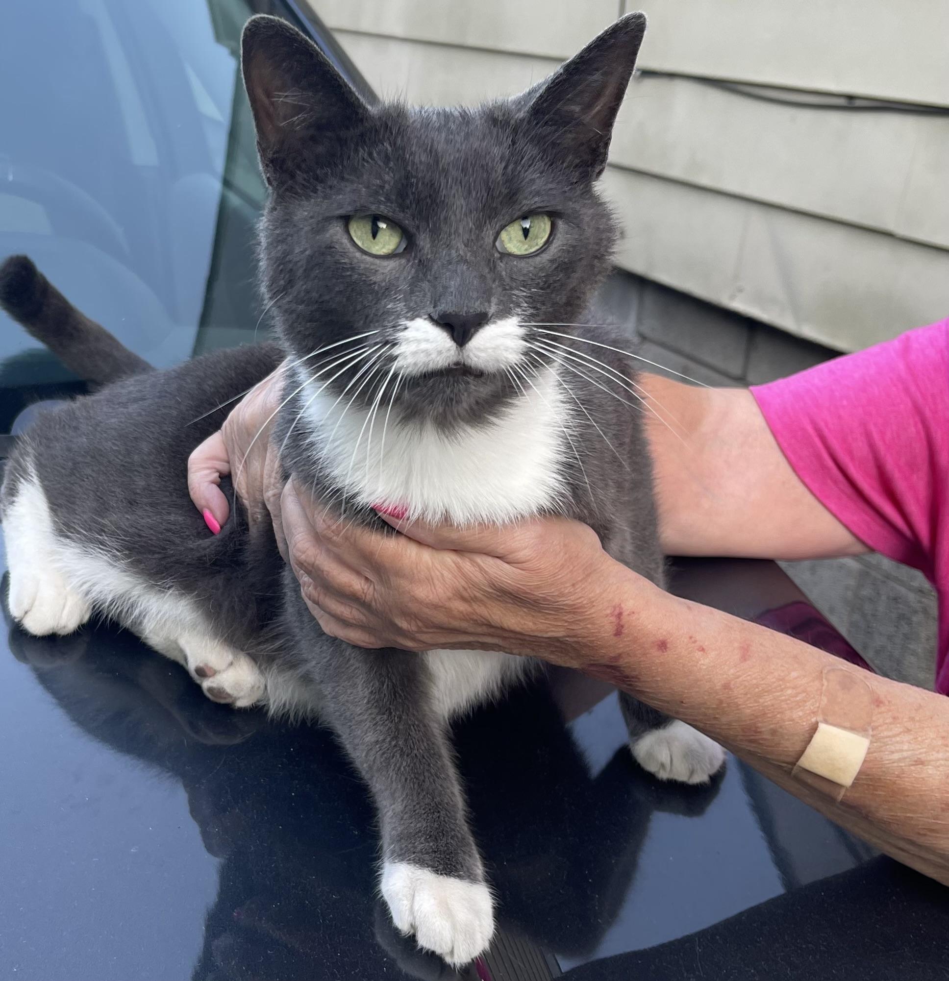 Enlarge Walter, a Adoptable Domestic Short Hair in Highland, IN image 3/3